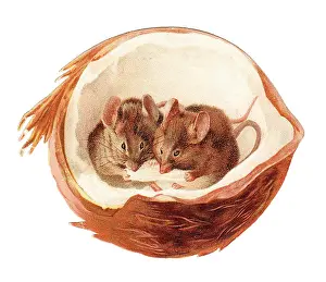 Nibbling: Two mice inside a coconut on a cutout greetings card
