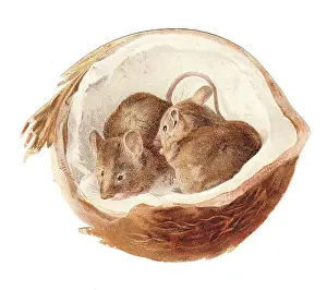 Two mice inside a coconut on a cutout greetings card