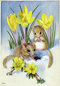 Crocuses: Mice in the snow with crocuses