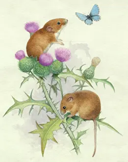 Adonis: Two mice on thistle with adonis blue butterfly