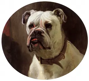 Kennel: Michael the Archangel