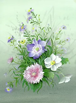 Chrysanthemum: Michaelmas daisies, etc