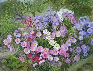 Brien: Michaelmas Daisies ' in mauve, pink, etc