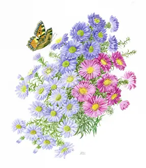 Tortoiseshell: Michaelmas Daisies and Tortoiseshell Butterfly