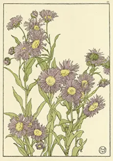 Michaelmas: Michaelmas Daisy