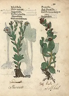 Lonicer: Michaelmas daisy, Aster amellus, and self-heal