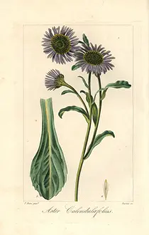 Michaelmas: Michaelmas daisy, Aster calendulaefolius, native to Europe