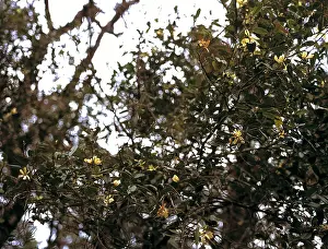 Montane: Michalia champaca, champaka