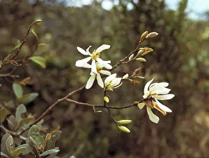 Montane: Michalia champaca, champaka tree
