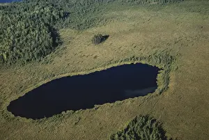 Communities: Michigan Bog