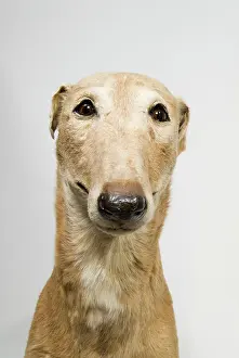 Sighthound: Mick the Miller, greyhound