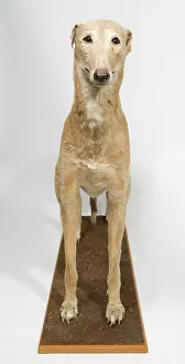 Sighthound: Mick the Miller, greyhound