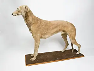 Sighthound: Mick the Miller, greyhound