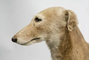 Sighthound: Mick the Miller, greyhound