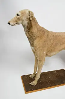 Sighthound: Mick the Miller, greyhound