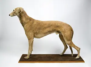 Sighthound: Mick the Miller, greyhound