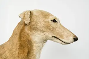 Sighthound: Mick the Miller, greyhound