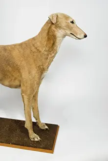 Sighthound: Mick the Miller, greyhound