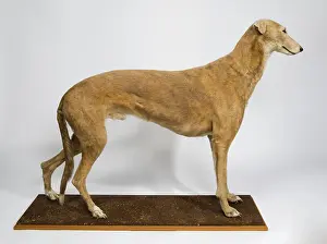 Sighthound: Mick the Miller, greyhound