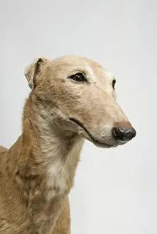 Sighthound: Mick the Miller, greyhound