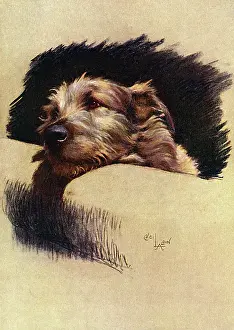 Mickie: Mickie, the Irish Wolfhound, in a chair