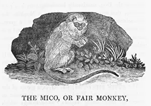 Thinks: MICO MONKEY (BEWICK)