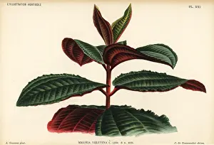 Velutina: Miconia velutina