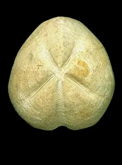 Calcite: Micraster coranguinum, echinoid