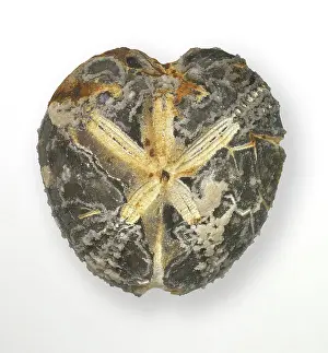 Echinoderm: Micraster coranguinum (Leske), shepherd's crown echinoid