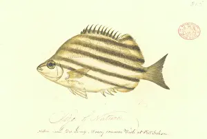 Stripey: Microcanthus strigatus, convict fish
