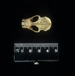Cranial: Microchiroptera (suborder), microbat
