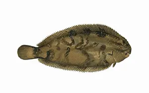 Backed: Microchirus variegatus, or Thickback Sole