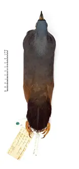 Choiseul: Microgoura meeki, Choiseul pigeon