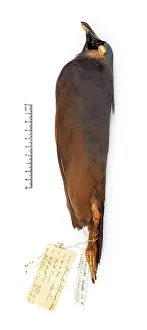 Choiseul: Microgoura meeki, Choiseul pigeon
