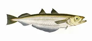 Whiting: Micromesistius poutassou, or Blue Whiting