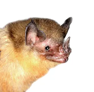 Eared: Micronycteris brachyotis, orange-throated bat