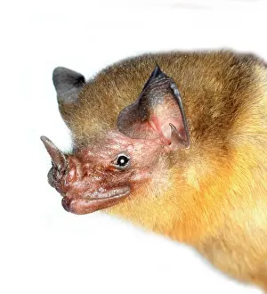 Eared: Micronycteris brachyotis, orange-throated bat