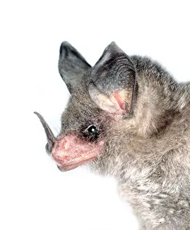 Eared: Micronycteris nicefori, large-eared bat
