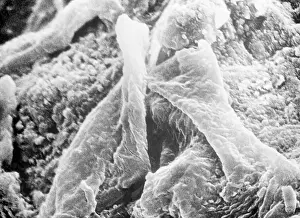 Meteorites: Microorganisms, 1998