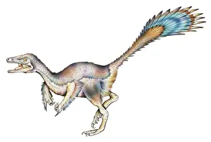 Microraptor: Microraptor