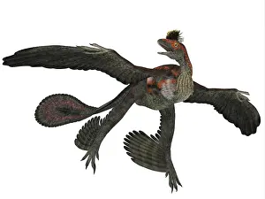 Microraptor: Microraptor dinosaur