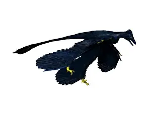 Microraptor: Microraptor dinosaur