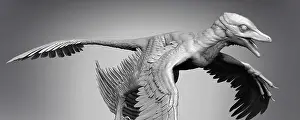 Microraptor: Microraptor dinosaur on gray background
