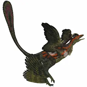 Microraptor: Microraptor, an extinct small flying dinosaur from the ?