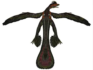 Microraptor: Microraptor was a flying dinosaur that lived during the ?