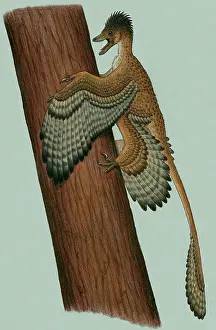 Microraptor: Microraptor gui, a small theropod from the Early Cretaceous