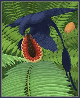 Microraptor: Microraptor gui snacking on a cycad fruit