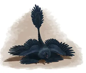 Microraptor: Microraptor gui spreads its four wings to look as large as ?