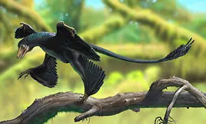 Microraptor: A Microraptor perched on a tree branch