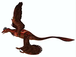 Mongolia: Microraptor, side profile